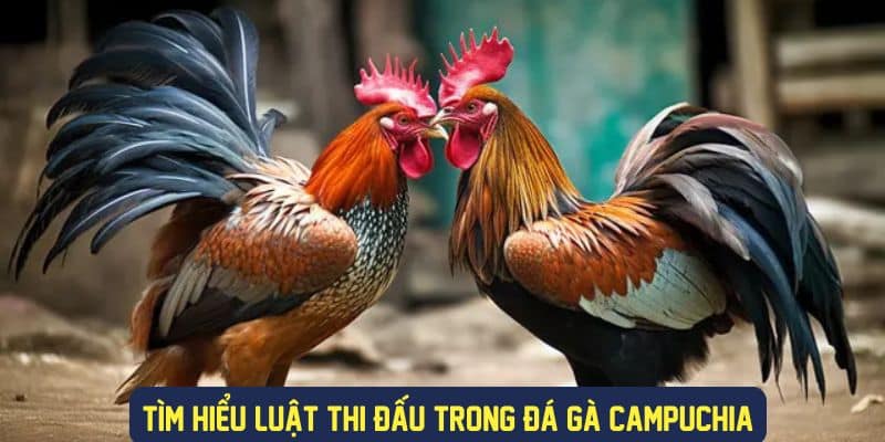 tìm hiểu về đá gà campuchia tại ABC8 